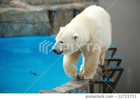 Popular items at Maruyama zoo Popular items at Maruyama zoo 12725721
