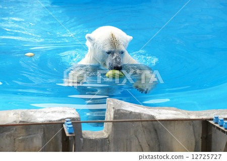 Popular items at Maruyama zoo 12725727
