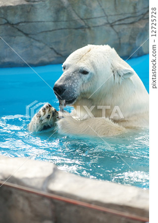 Popular items at Maruyama zoo 12725728