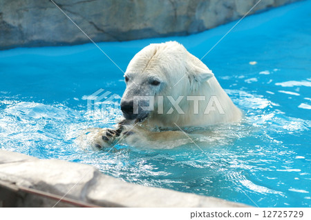 Popular items at Maruyama zoo 12725729