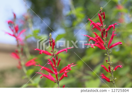 Pineapple Sage flower 12725804