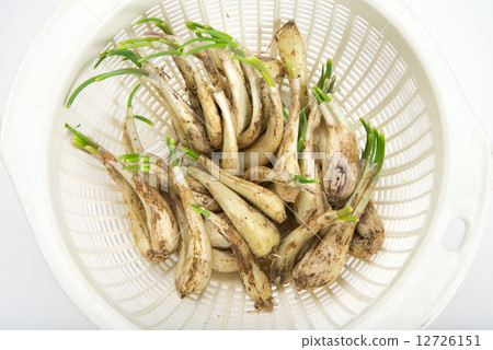 Island island 12726151