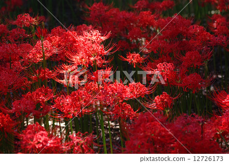 Higanohana _ Spotlight 12726173