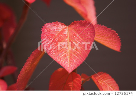 It is also called red leaf bean curd refuse. 12726174