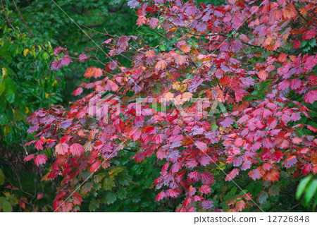 秋天的樹葉 12726848