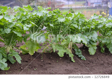 蘿蔔蘿蔔蘿蔔蘿蔔 蘿蔔蘿蔔蘿蔔蘿蔔 12726849