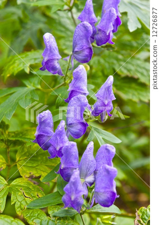 附子 附子 12726877