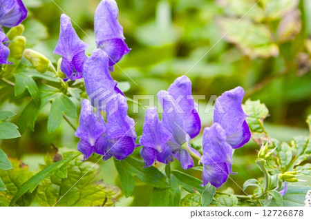 附子 附子 12726878