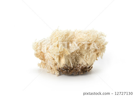 Yamabushitake Yamabushitake 12727130