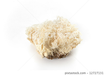 Yamabushitake Yamabushitake 12727131