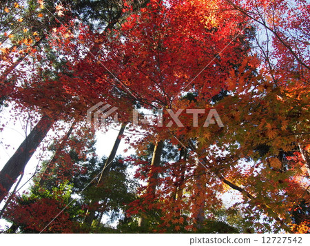 秋天的樹葉 12727542