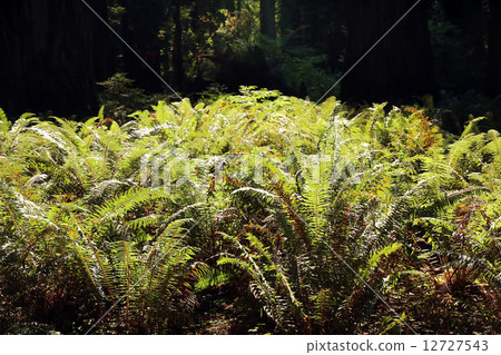 蕨類 12727543