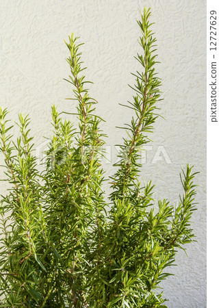 rosemary 12727629