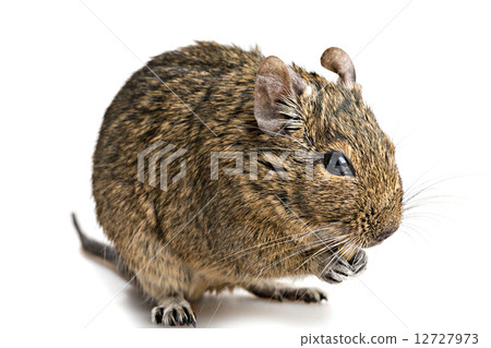 degu mouse closeup isolated on white degu mouse closeup isolated on white 12727973