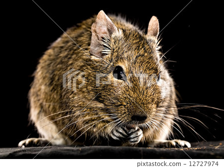 degu mouse closeup on black background degu mouse closeup on black background 12727974