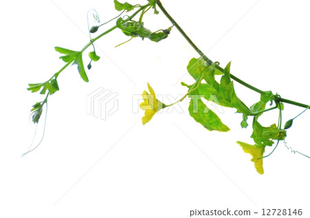 植物花 植物花 12728146