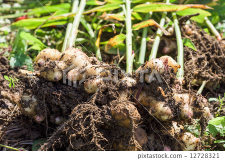 Kochi Prefecture ginger Kochi Prefecture ginger 12728321