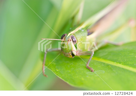 Grasshopper. Grasshopper. 12728424