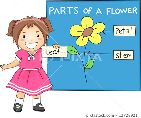 Parts of a Flower Parts of a Flower 12728921