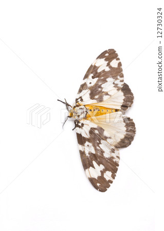Tussock moth butterfly isolated on white background. Tussock moth butterfly isolated on white background. 12730324