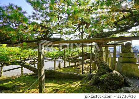 Goryoba松樹的Miyata Tenman Goryoba松樹的Miyata Tenman 12730430