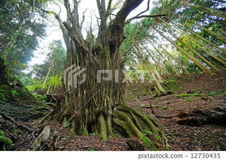 Large wigs of Fujisaka 12730435