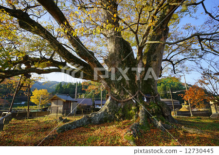 Ozama的偉大Zelkova 12730445