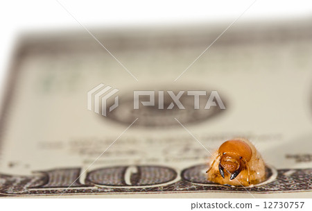 Worm gnaw through dollar bank note. Stage three 12730757