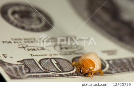 Nibbled by bug larvae banknote, economic recession concept 12730759