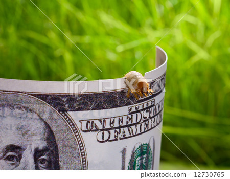 Macro of caterpillar gnaw banknote - lost savings concept Macro of caterpillar gnaw banknote - lost savings concept 12730765