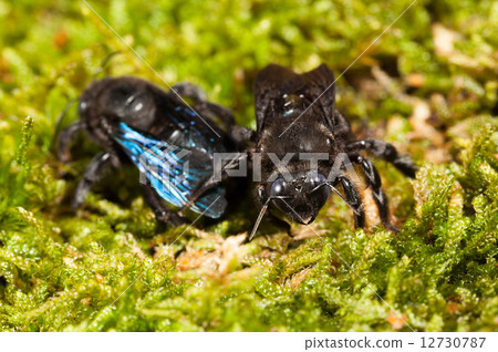 Macro of two borer bee in moss 12730787