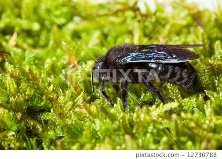 violet carpenter bee on moss lateral view 12730788