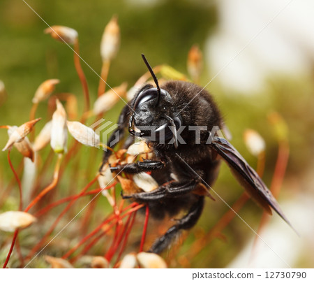 Indian Bhanvra on moss 12730790