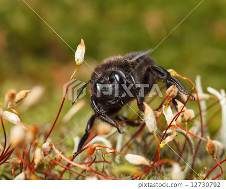 Black Carpenter Bee in moss 12730792