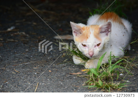 Stray cat 21 12730973