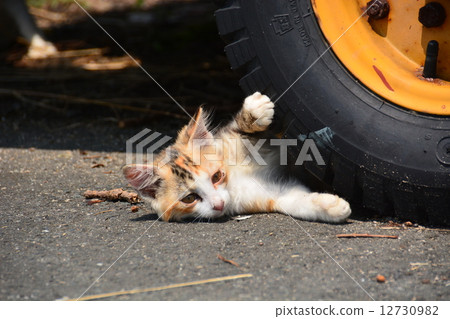 Stray cat 30 12730982
