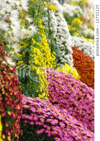 Kikuhana Exhibition 12731125