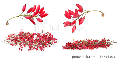 set of red berberis shoot with ripe fruits 12731303