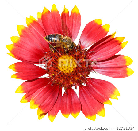 gaillardia flower with honey bee isolated 12731334