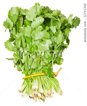 fresh coriander leaves in bunch isolated fresh coriander leaves in bunch isolated 12731346