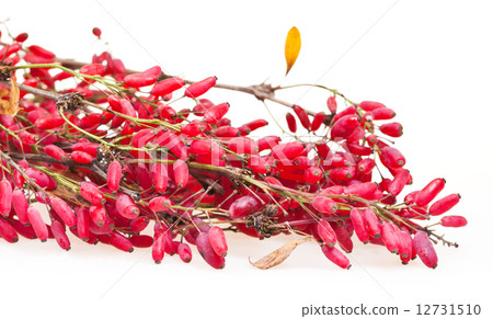 red berberis branch with ripe fruits 12731510