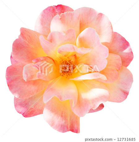 pink fresh rose flower close up isolated 12731685