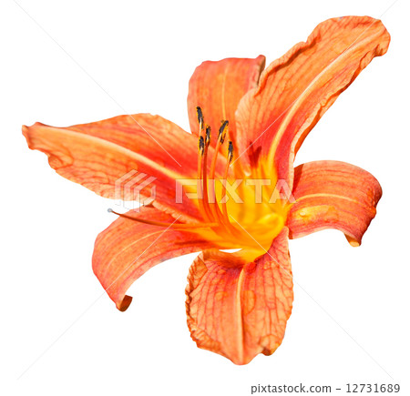 orange flower of daylily close up isolated orange flower of daylily close up isolated 12731689