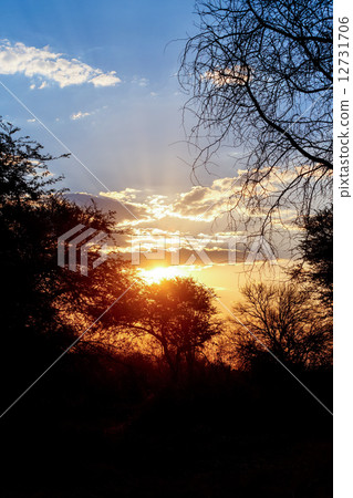 African sunset with tree in front 12731706