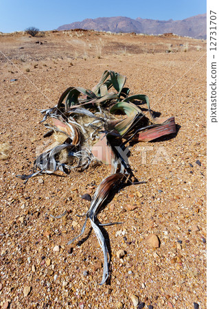Welwitschia mirabilis, Amazing desert plant, living fossil 12731707