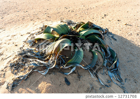 Welwitschia mirabilis, Amazing desert plant, living fossil 12731708