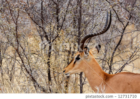Portrait of Springbok Antidorcas marsupialis 12731710