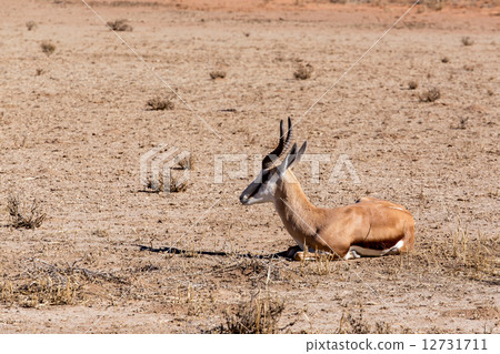 Springbok Antidorcas marsupialis 12731711