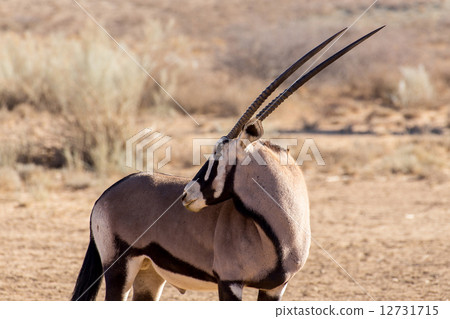 portrait of Gemsbok, Oryx gazella portrait of Gemsbok, Oryx gazella 12731715