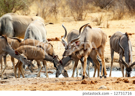 herd of Kudu drinking from waterhole herd of Kudu drinking from waterhole 12731716